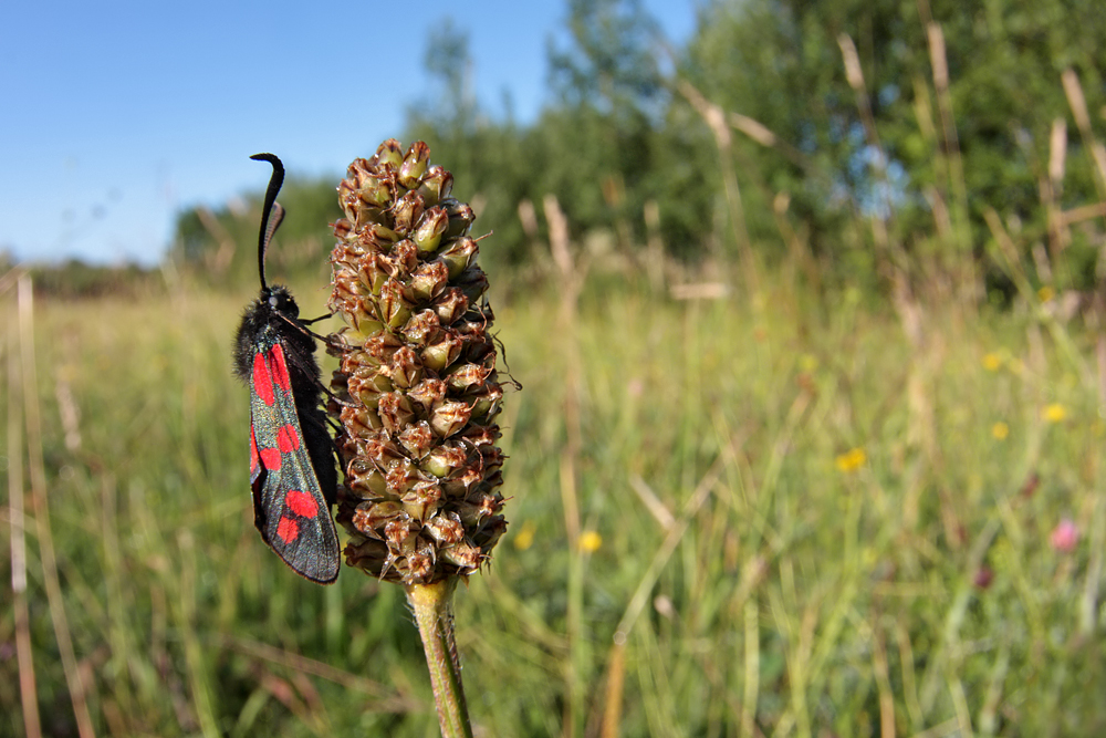 Six Spot Burnet Moth wideangle